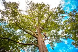 How Our Tree Care Process Works  in  Darien, IL